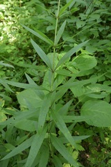 Silphium asteriscus trifoliatum