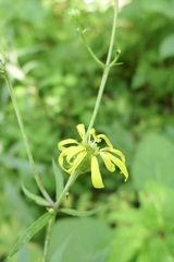 Silphium asteriscus trifoliatum