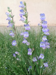 Penstemon jamesii