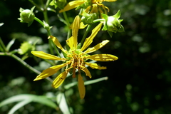 Silphium asteriscus trifoliatum