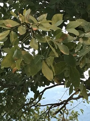 Crateva adansonii trifoliata