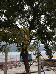 Crateva adansonii trifoliata