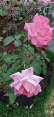 Rosa