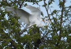 Ardea alba