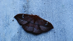 Cricula trifenestrata