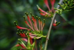 Dendrophthoe falcata