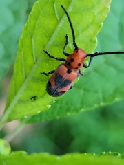 Tetraopes melanurus
