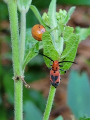Tetraopes melanurus