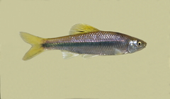 Cyprinella chloristia
