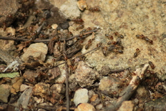 Macrotermes convulsionarius
