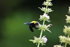 Xylocopa ruficornis