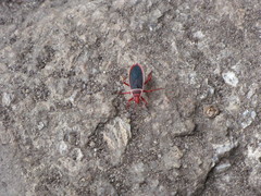 Probergrothius varicornis