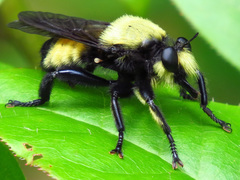 Laphria grossa
