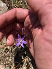 Brodiaea minor