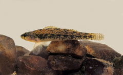 Etheostoma collis