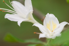 Rhododendron eastmanii
