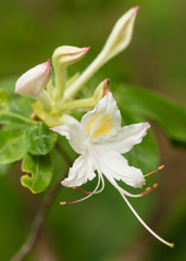 Rhododendron eastmanii