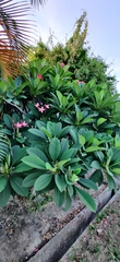 Plumeria rubra