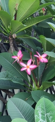 Plumeria rubra