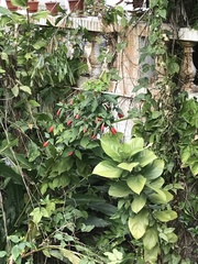 Malvaviscus penduliflorus