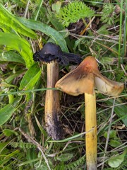 Hygrocybe conica