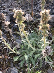 Phacelia mollis
