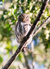 Glaucidium brasilianum