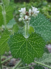 Cnidoscolus angustidens