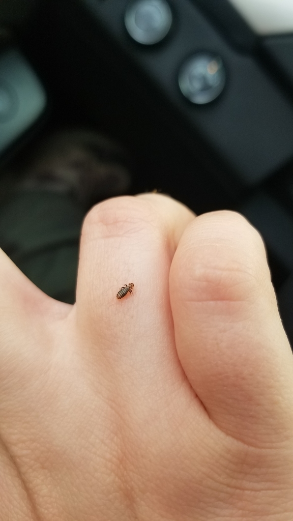 Piagetiella bursaepelecani