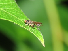 Sphegina