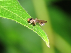 Sphegina