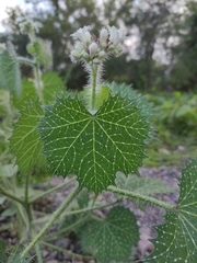 Cnidoscolus angustidens
