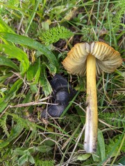 Hygrocybe conica