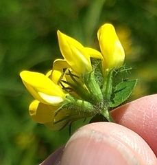 Lotus uliginosus