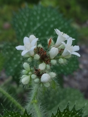 Cnidoscolus angustidens