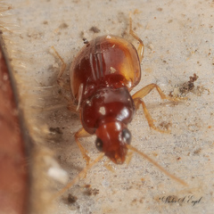 Elaphropus