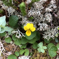 Viola biflora biflora