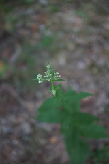 Eupatorium godfreyanum