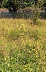 Lotus uliginosus