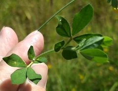 Lotus uliginosus