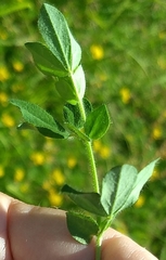 Lotus uliginosus