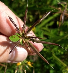 Lotus uliginosus
