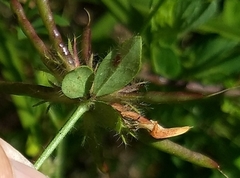 Lotus uliginosus