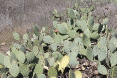 Opuntia × vaseyi