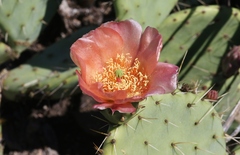 Opuntia × vaseyi