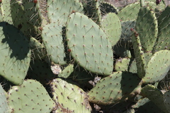 Opuntia × vaseyi