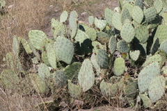Opuntia × vaseyi