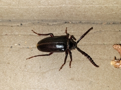 Prionus californicus