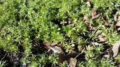 Ceratocephala testiculata