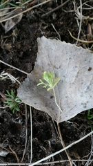 Ceratocephala testiculata